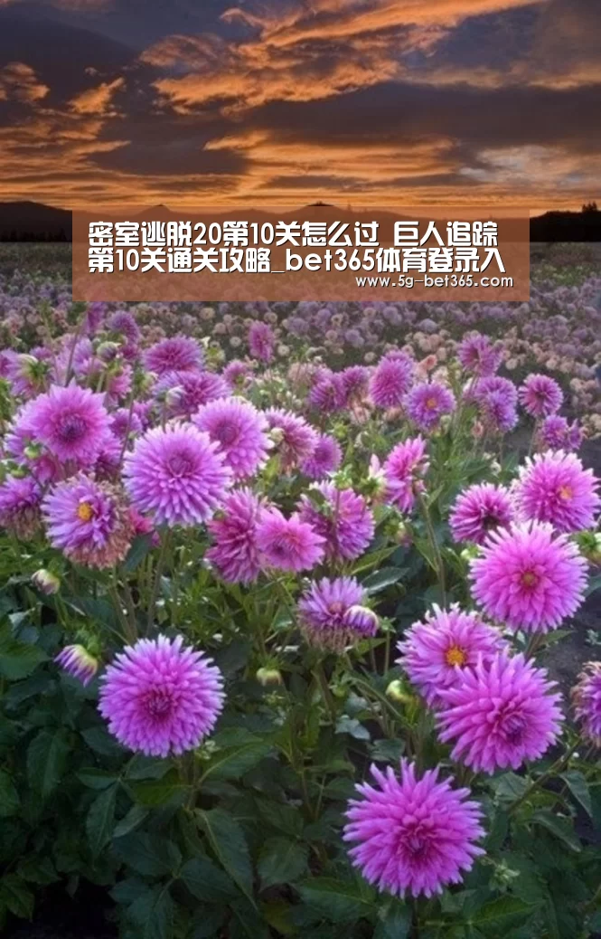 bet365体育下载